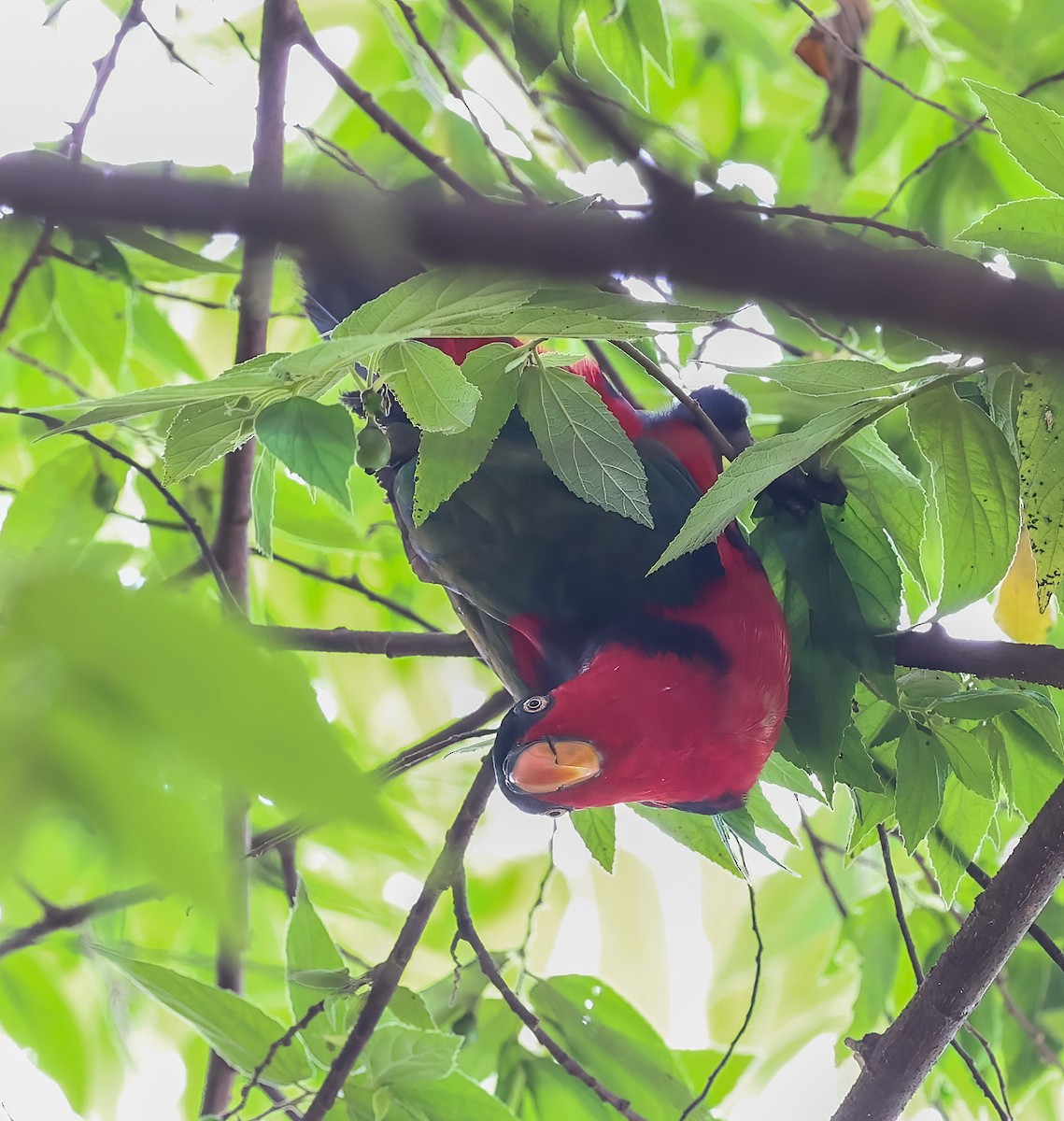 Black-capped Lory - ML622836554