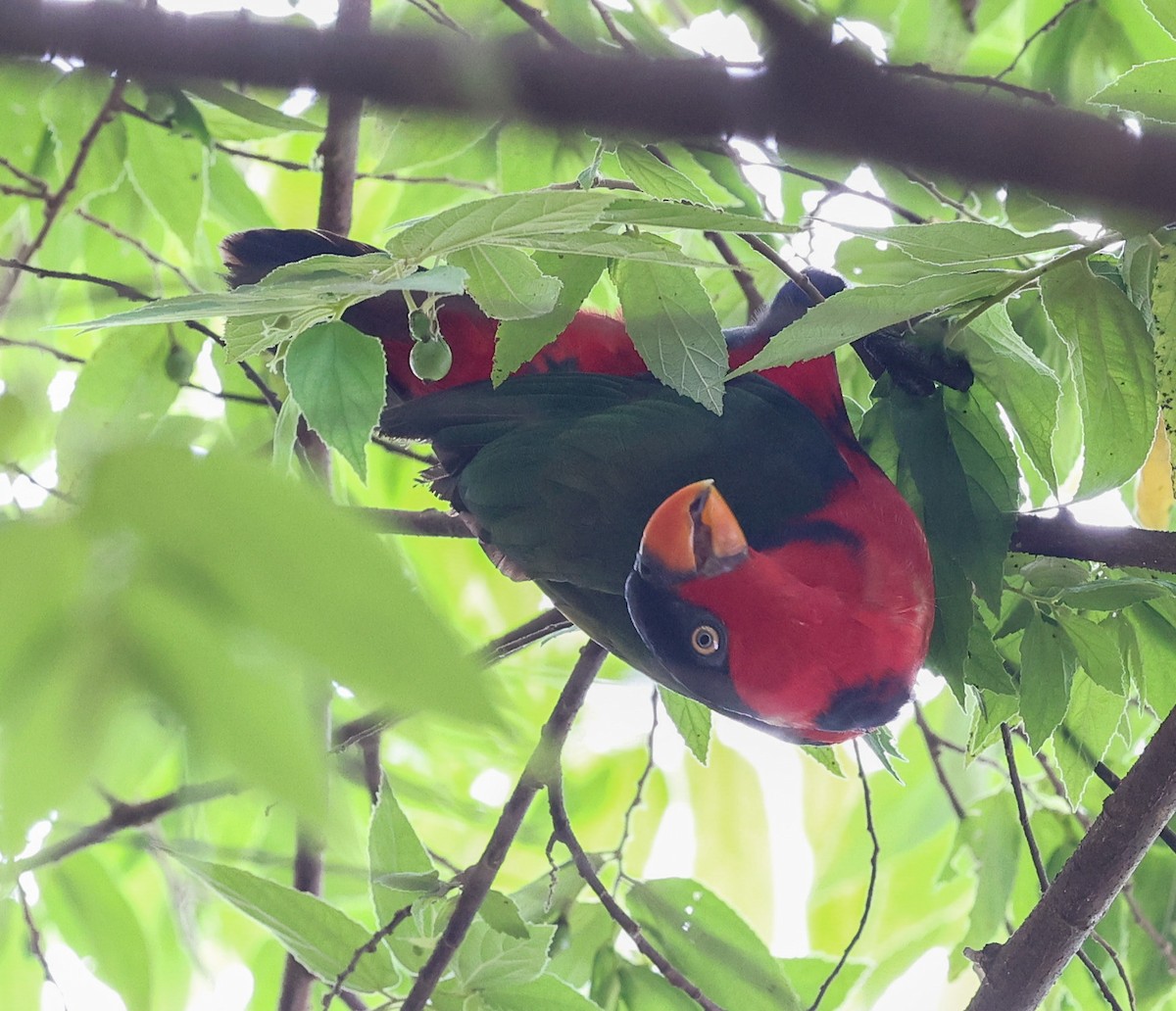 Black-capped Lory - ML622836555