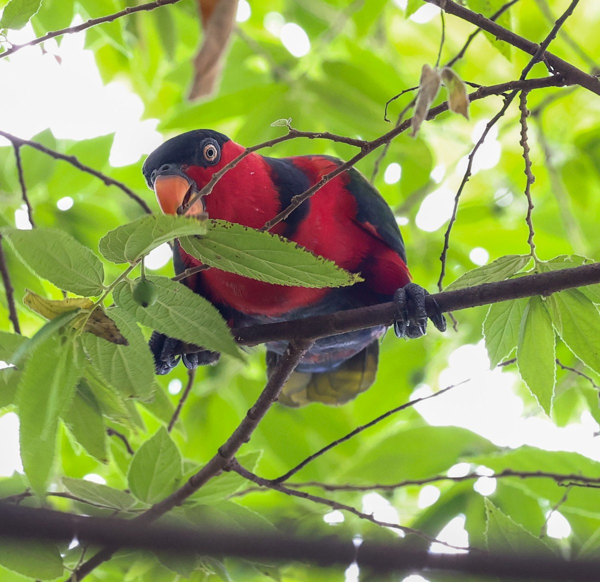 Black-capped Lory - ML622836556