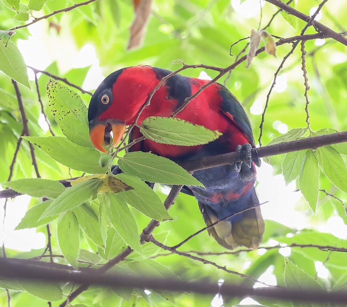 Black-capped Lory - ML622836557