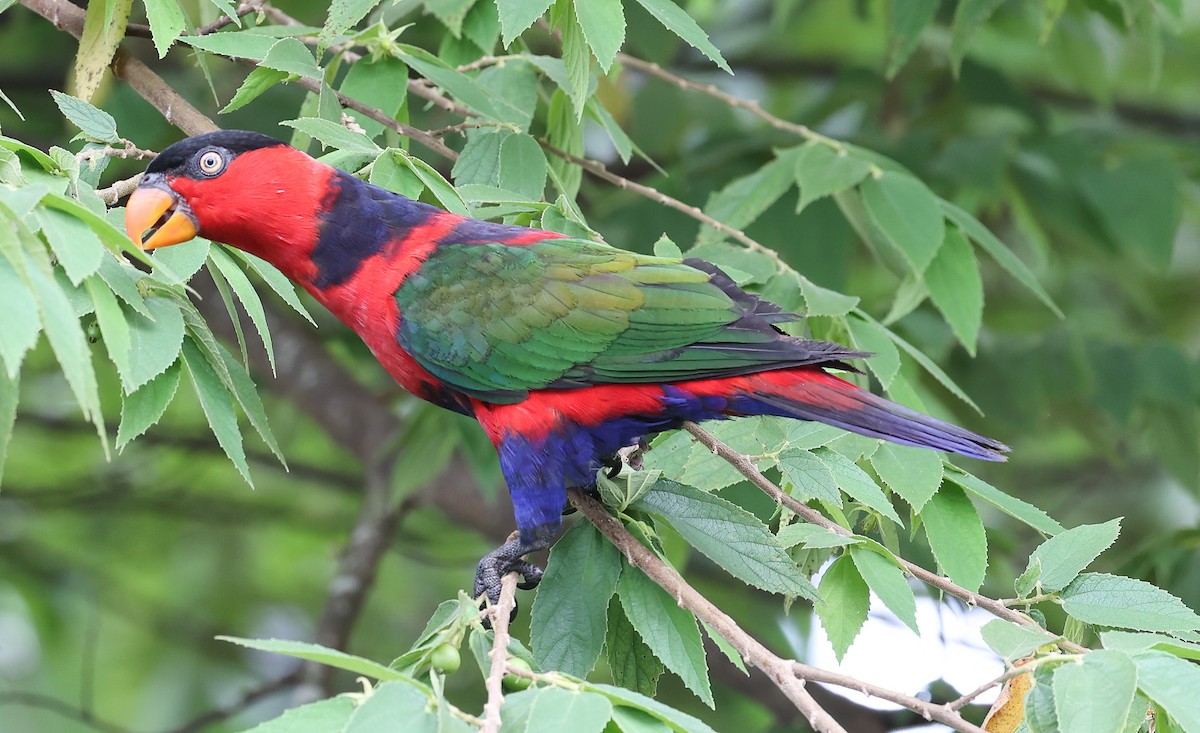 Black-capped Lory - ML622836558