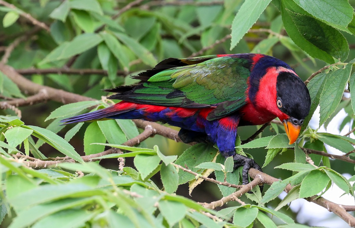 Black-capped Lory - ML622836559