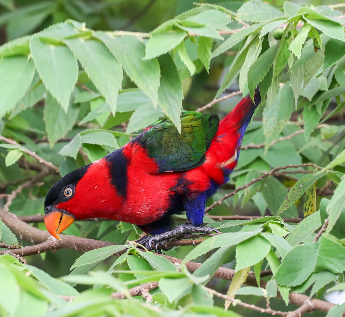 Black-capped Lory - ML622836560