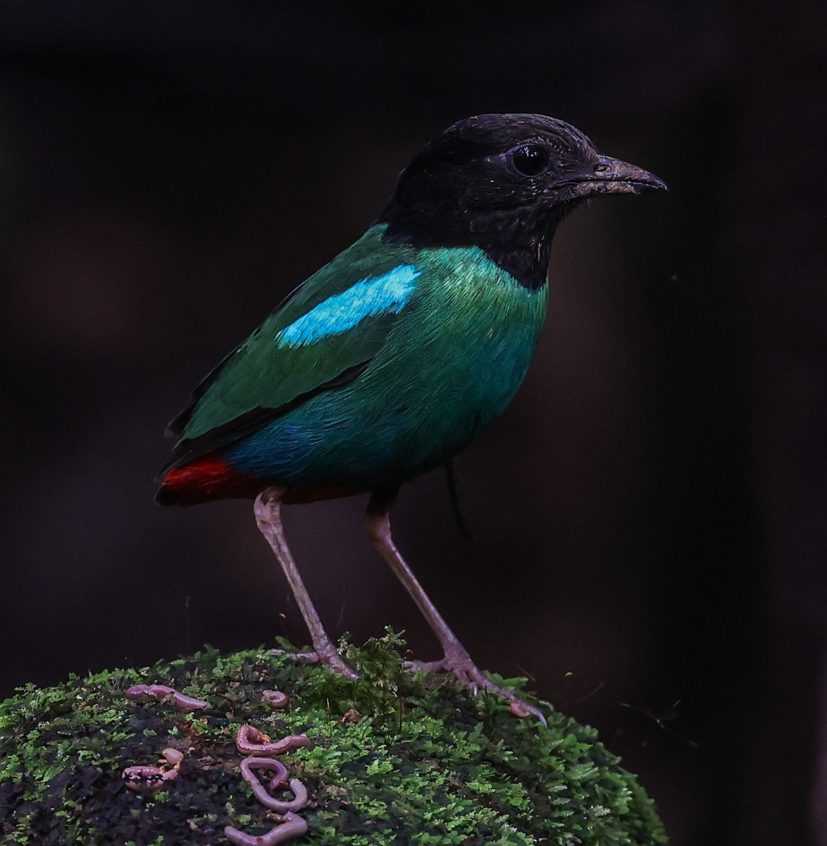 Eastern Hooded Pitta - ML622836579