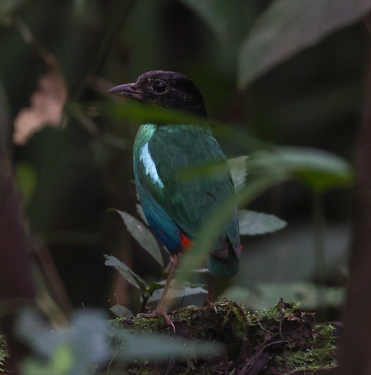 Eastern Hooded Pitta - ML622836580