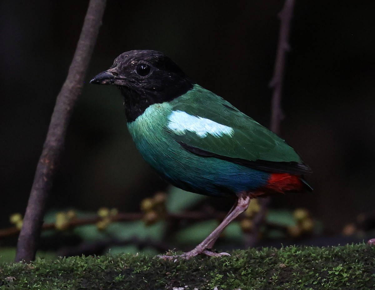 Eastern Hooded Pitta - ML622836581