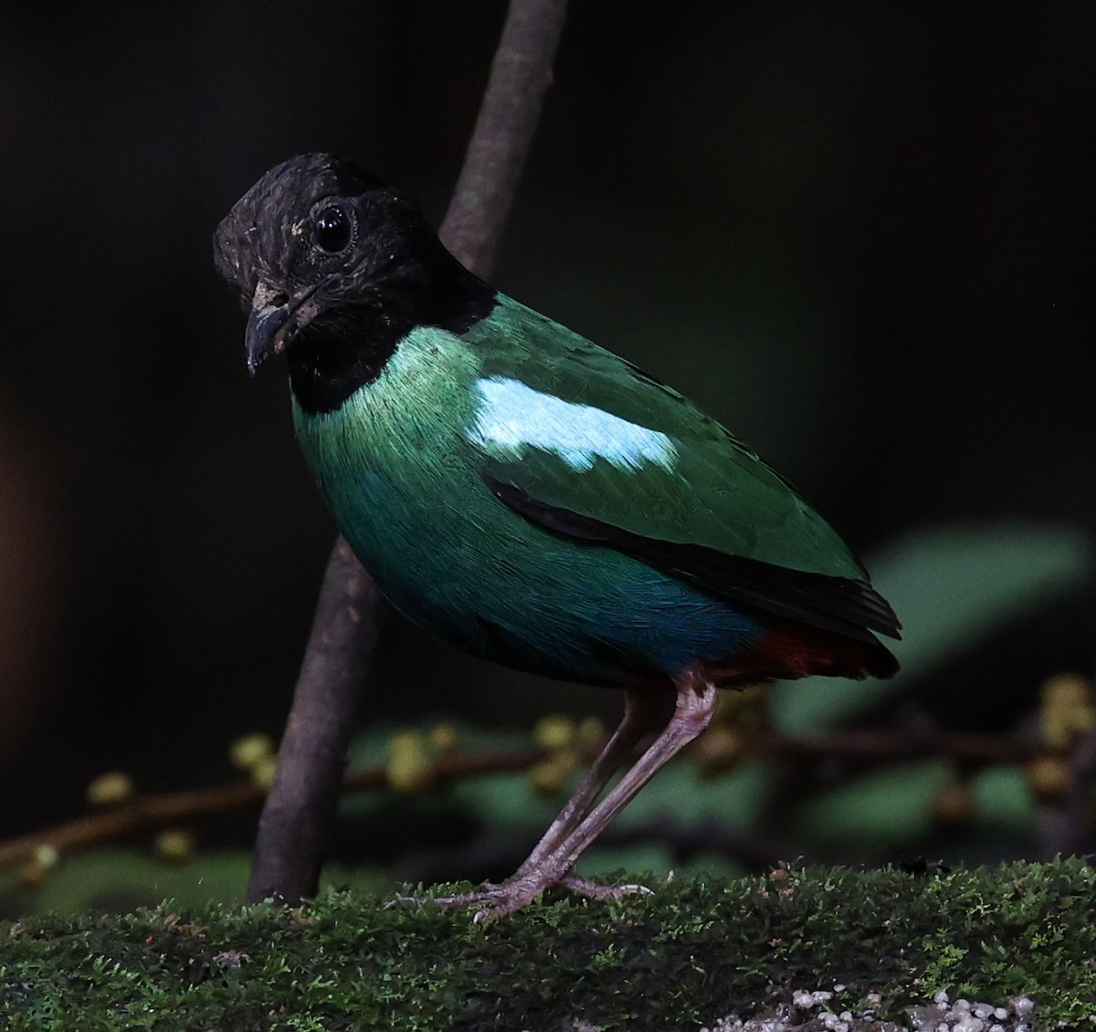 Eastern Hooded Pitta - ML622836582