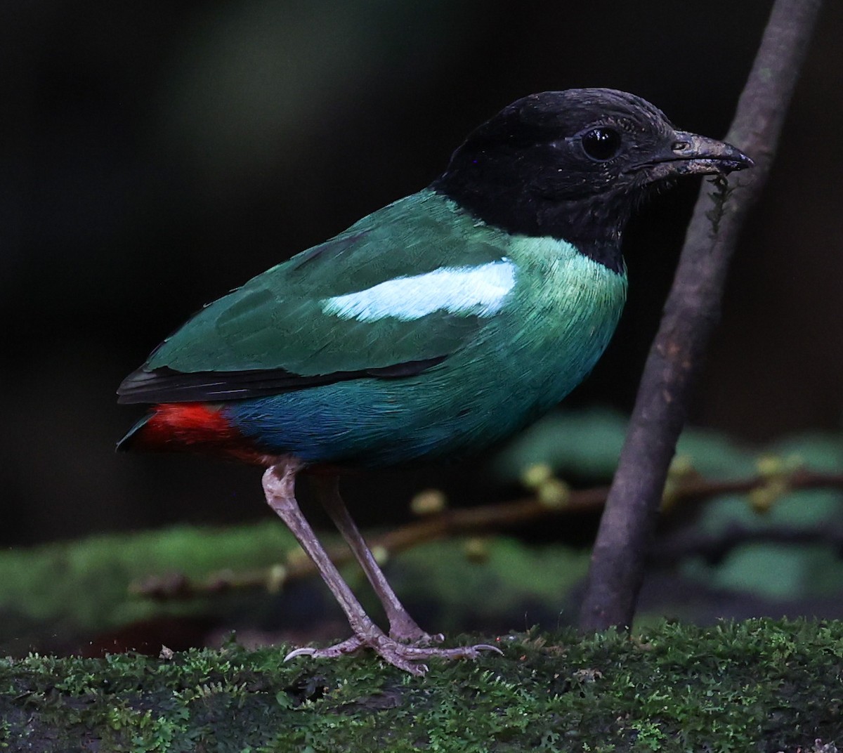 Eastern Hooded Pitta - Tom Driscoll