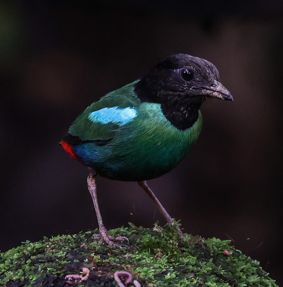 Eastern Hooded Pitta - ML622836584