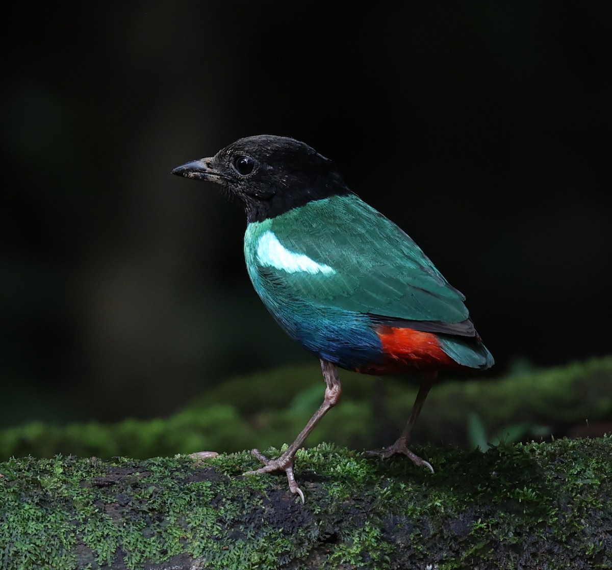 Eastern Hooded Pitta - ML622836585