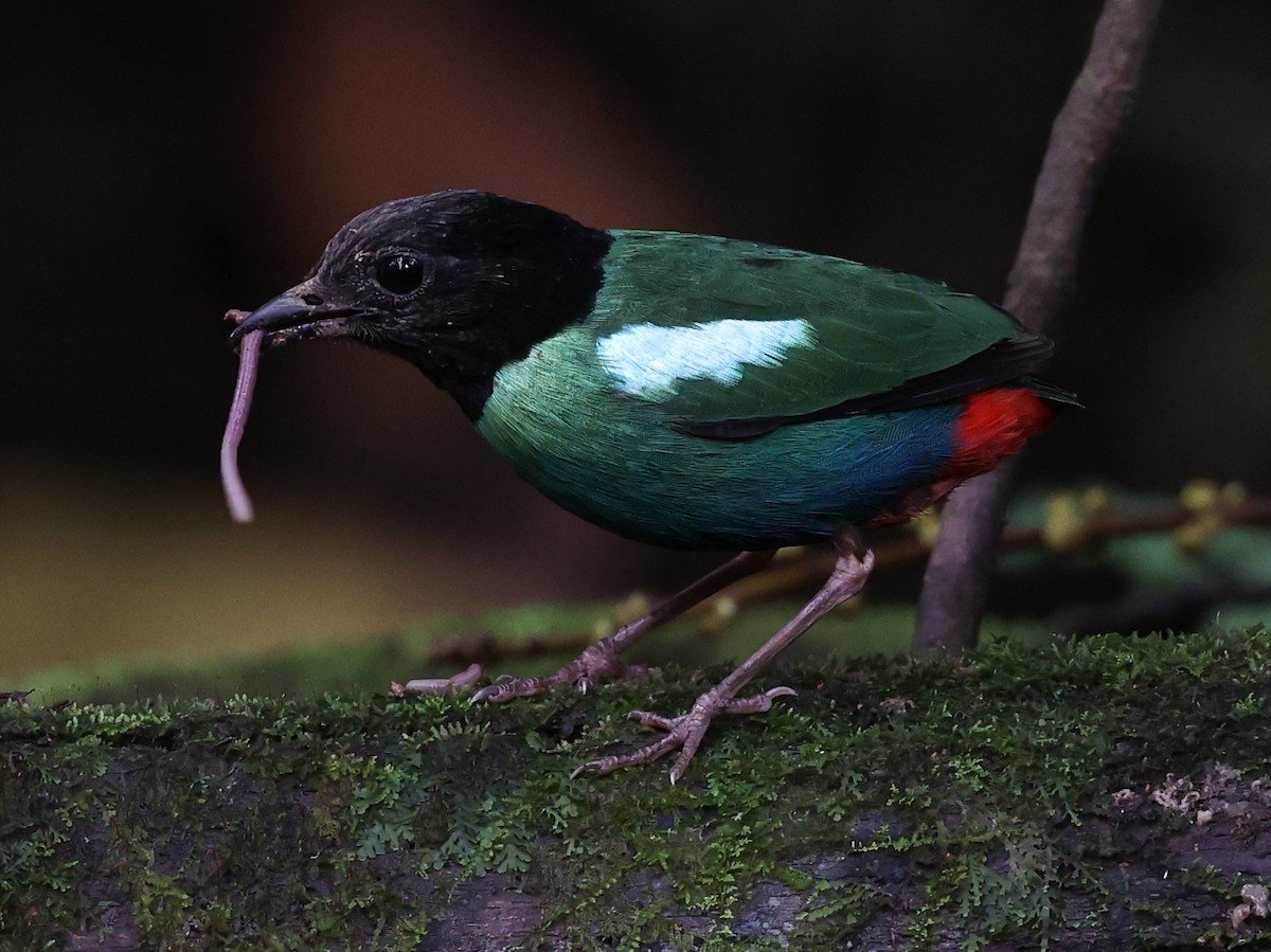 Eastern Hooded Pitta - ML622836586