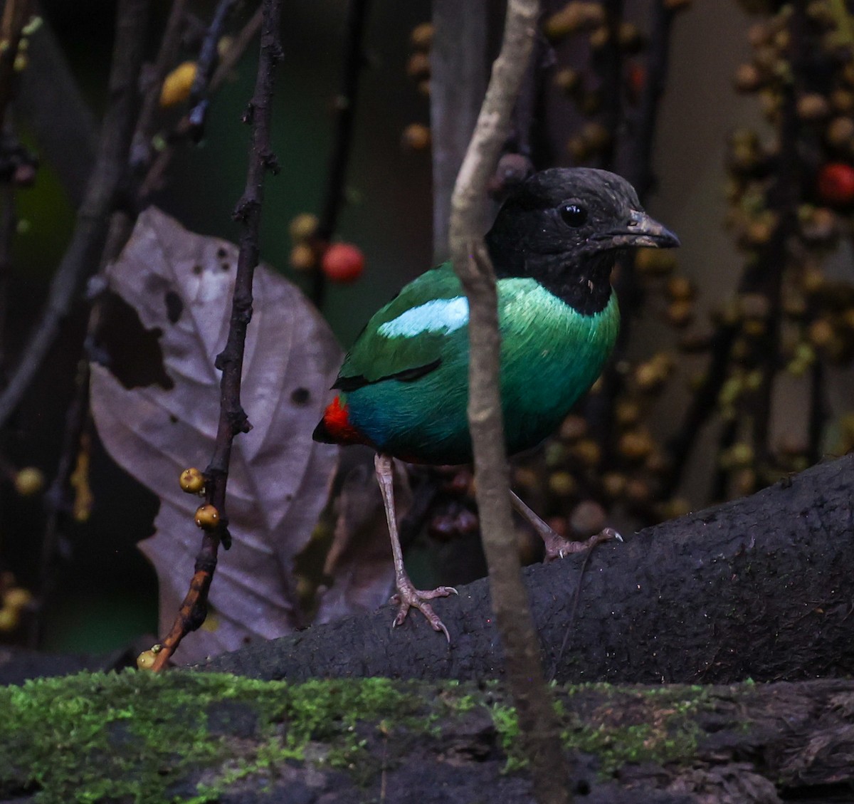 Eastern Hooded Pitta - ML622836587