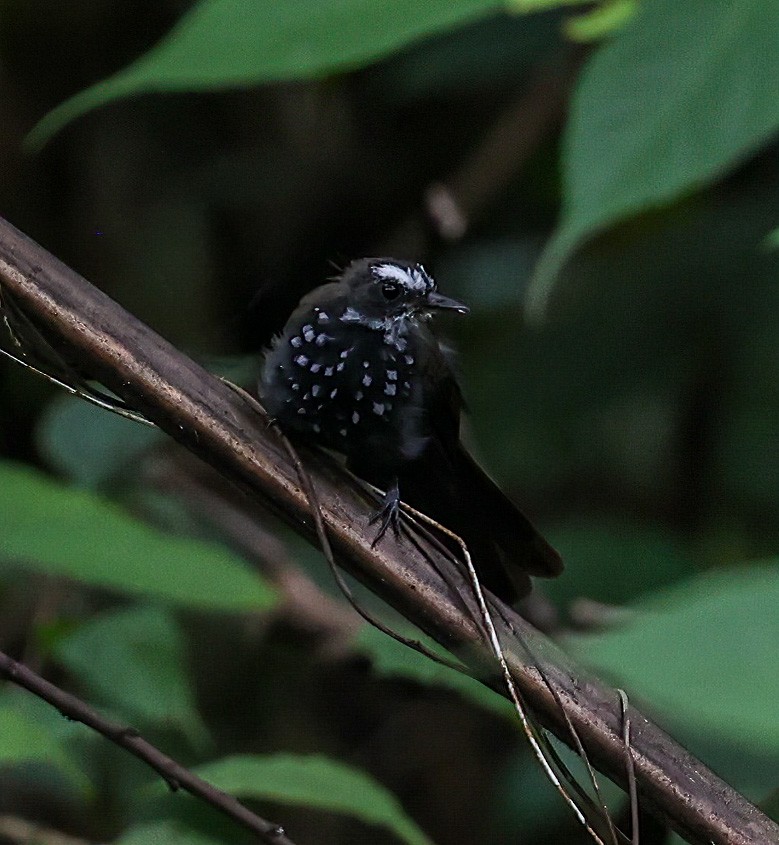 Sooty Thicket-Fantail - ML622836601