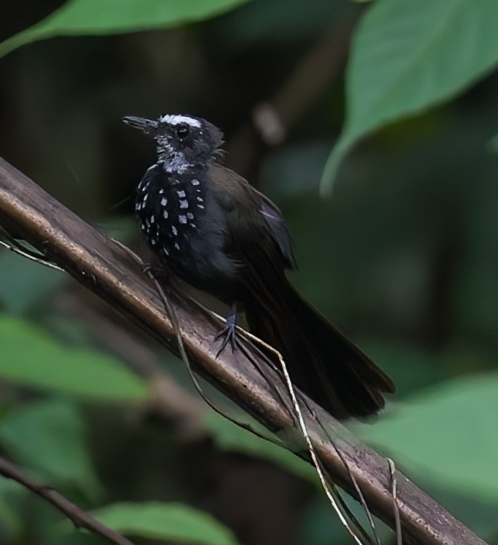 Sooty Thicket-Fantail - ML622836602