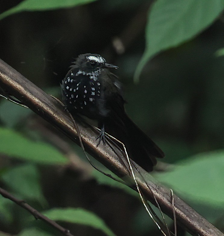 Sooty Thicket-Fantail - ML622836603