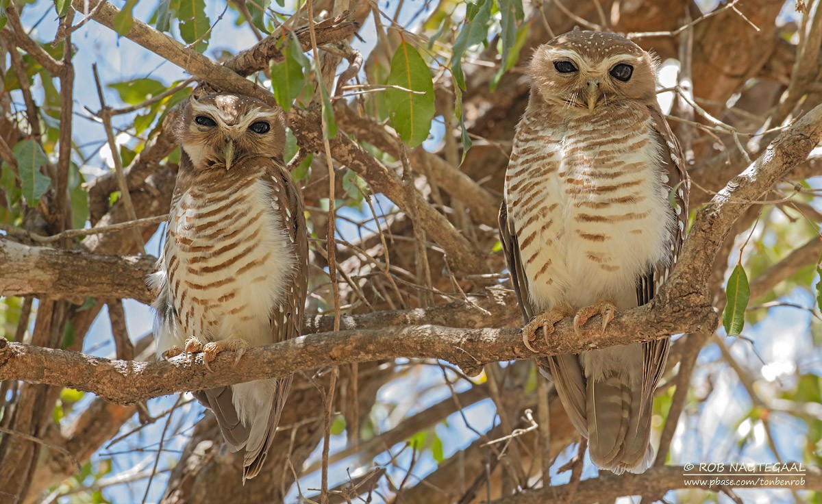 White-browed Owl - Rob Nagtegaal