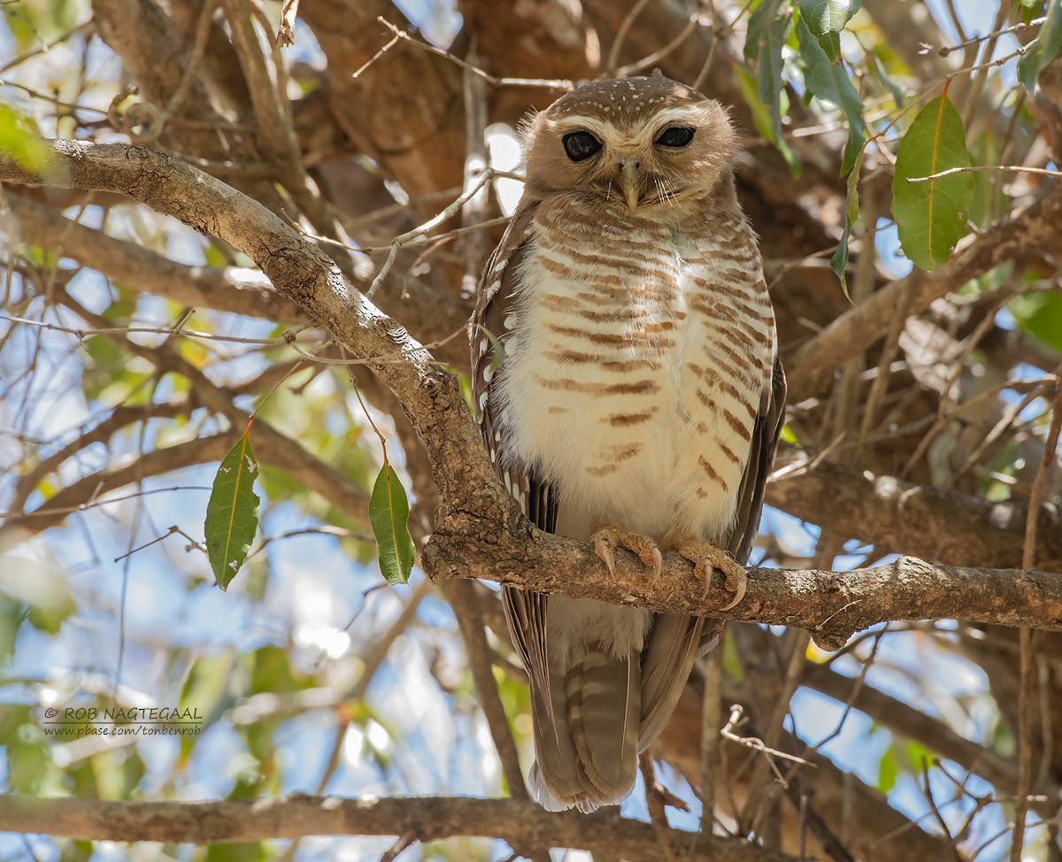 White-browed Owl - ML622836615