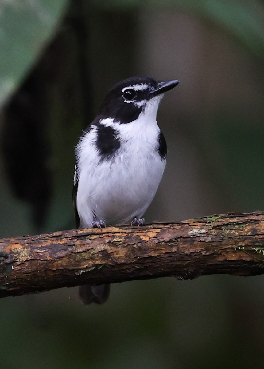 Black-sided Robin - ML622836660