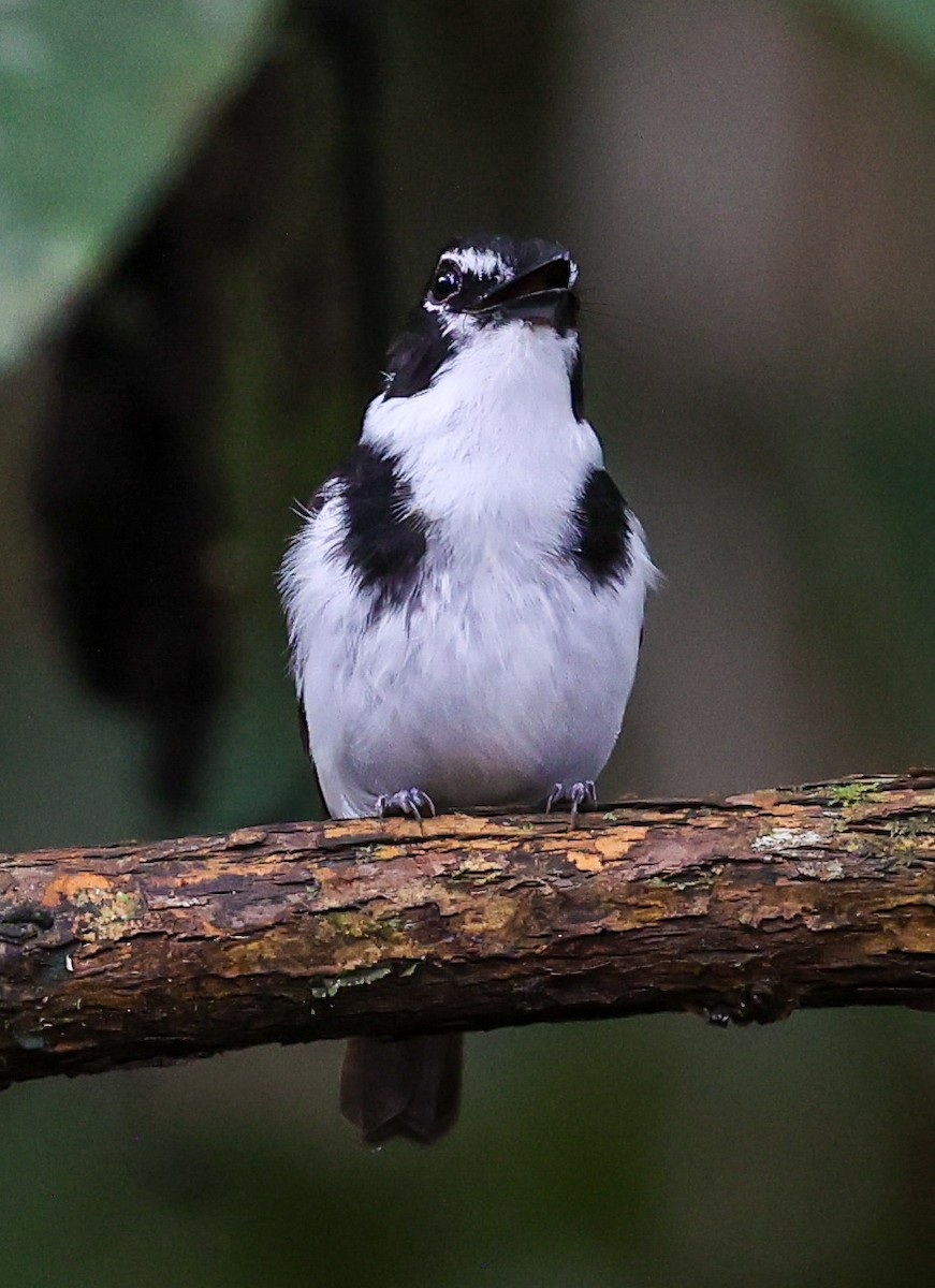 Black-sided Robin - ML622836661