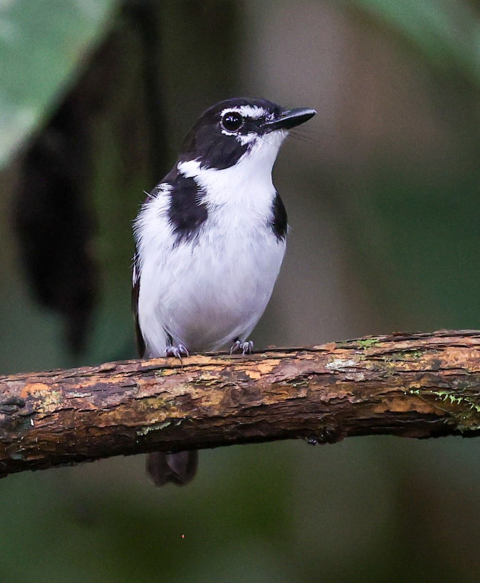 Black-sided Robin - ML622836662