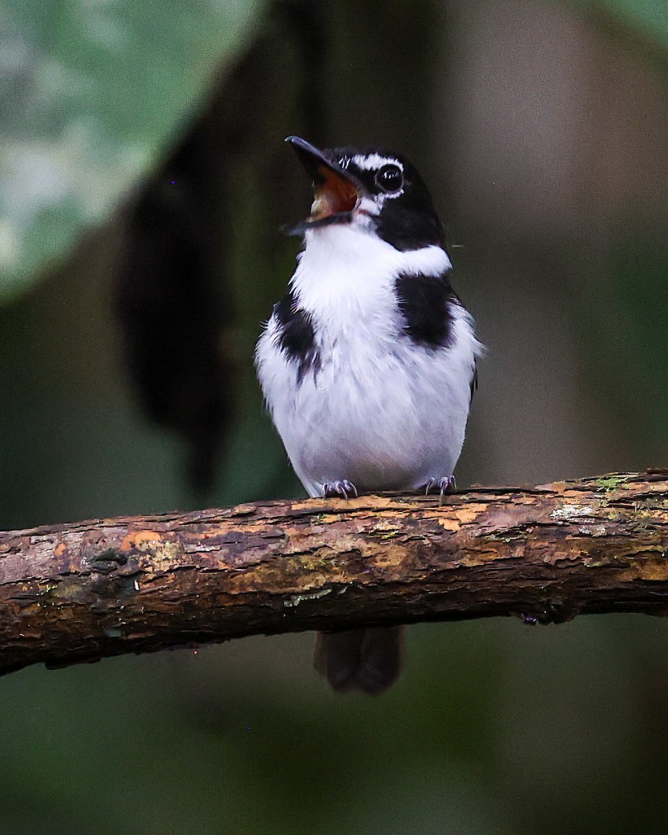 Black-sided Robin - ML622836664