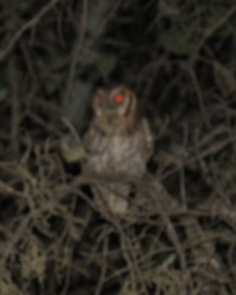 Tropical Screech-Owl - ML622836692