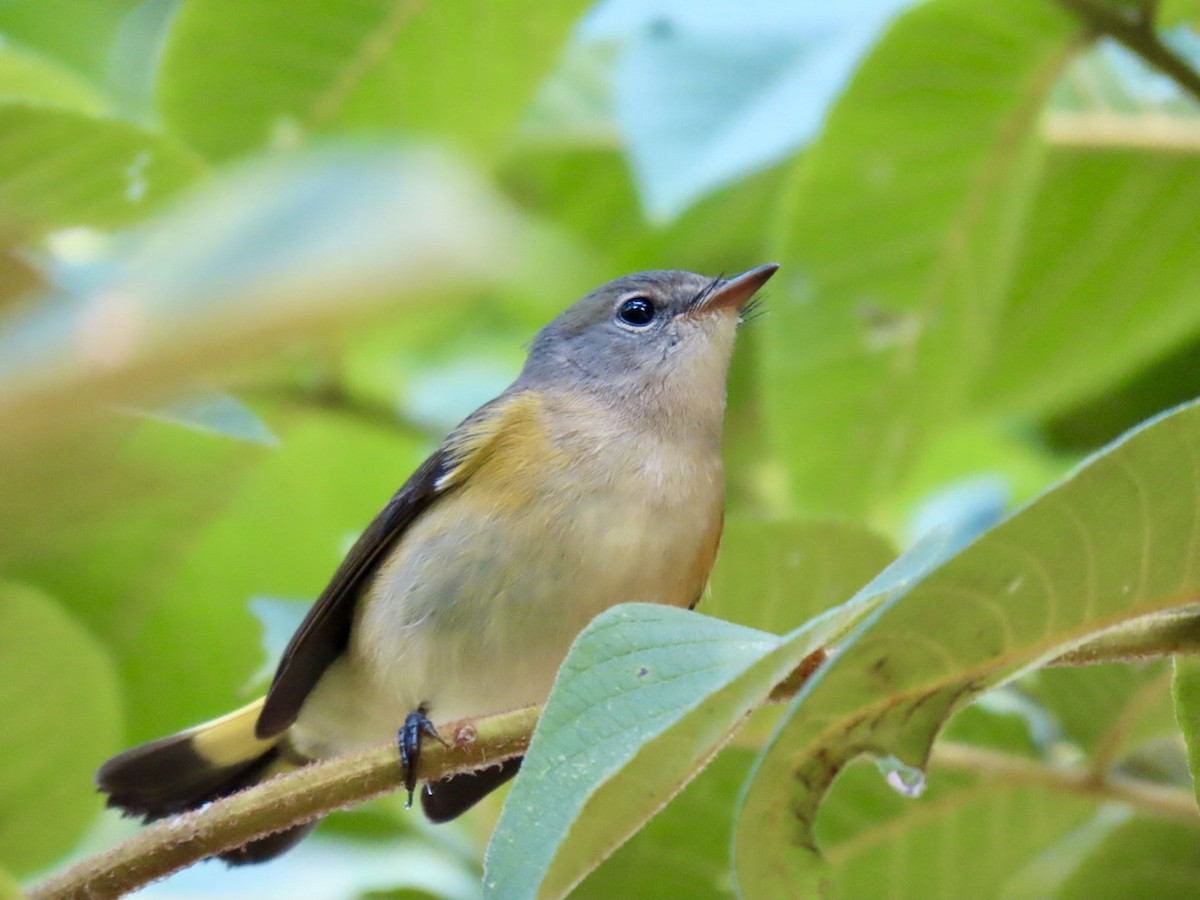 American Redstart - ML622836714