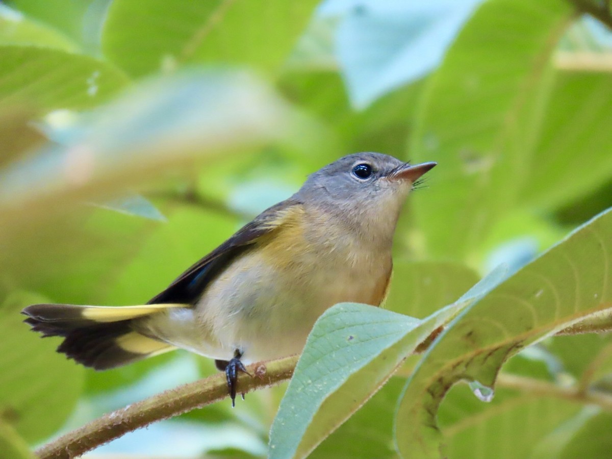 American Redstart - ML622836715