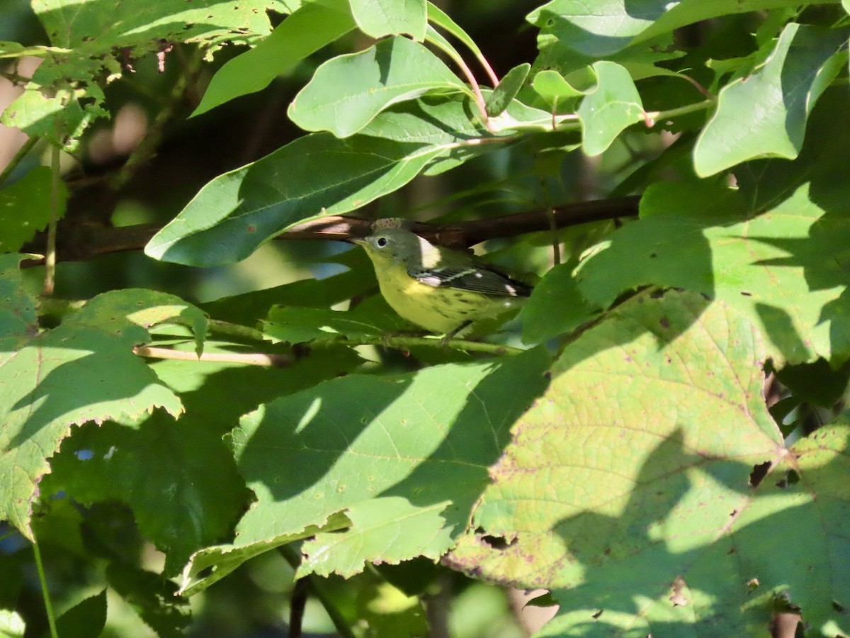 Magnolia Warbler - ML622836739