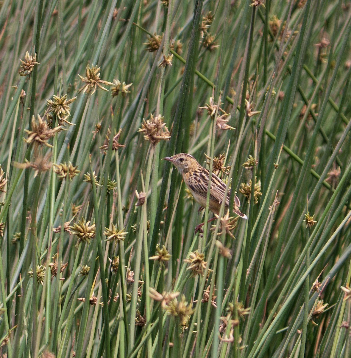 Pectoral-patch Cisticola - ML622836752