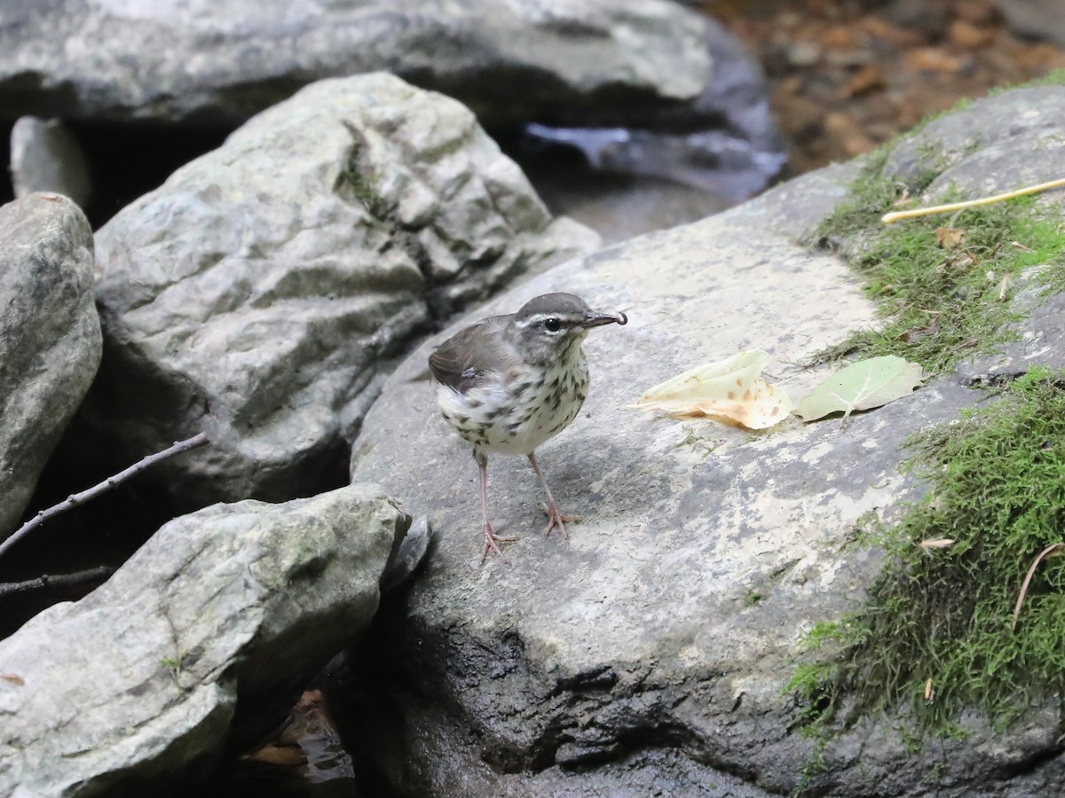 Louisiana Waterthrush - ML622836767