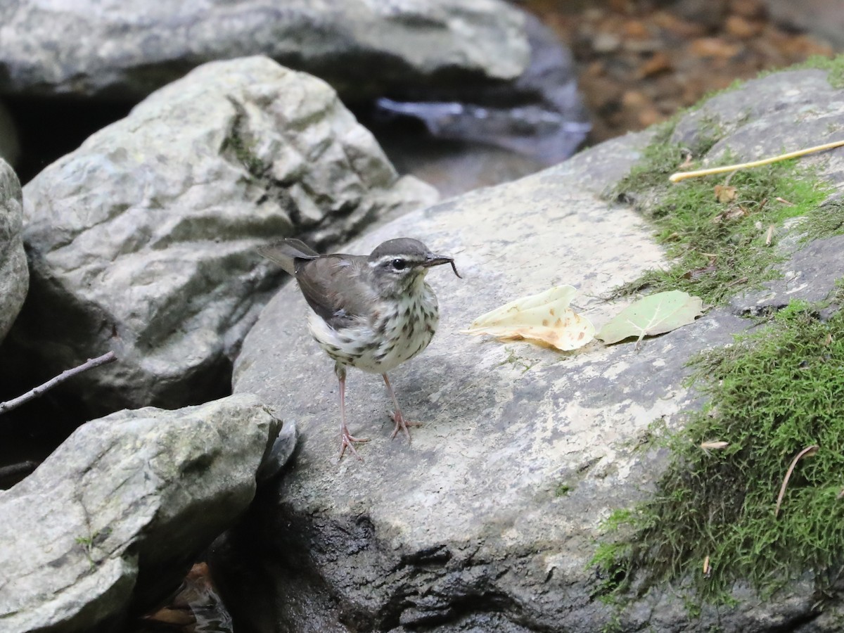 Louisiana Waterthrush - ML622836768