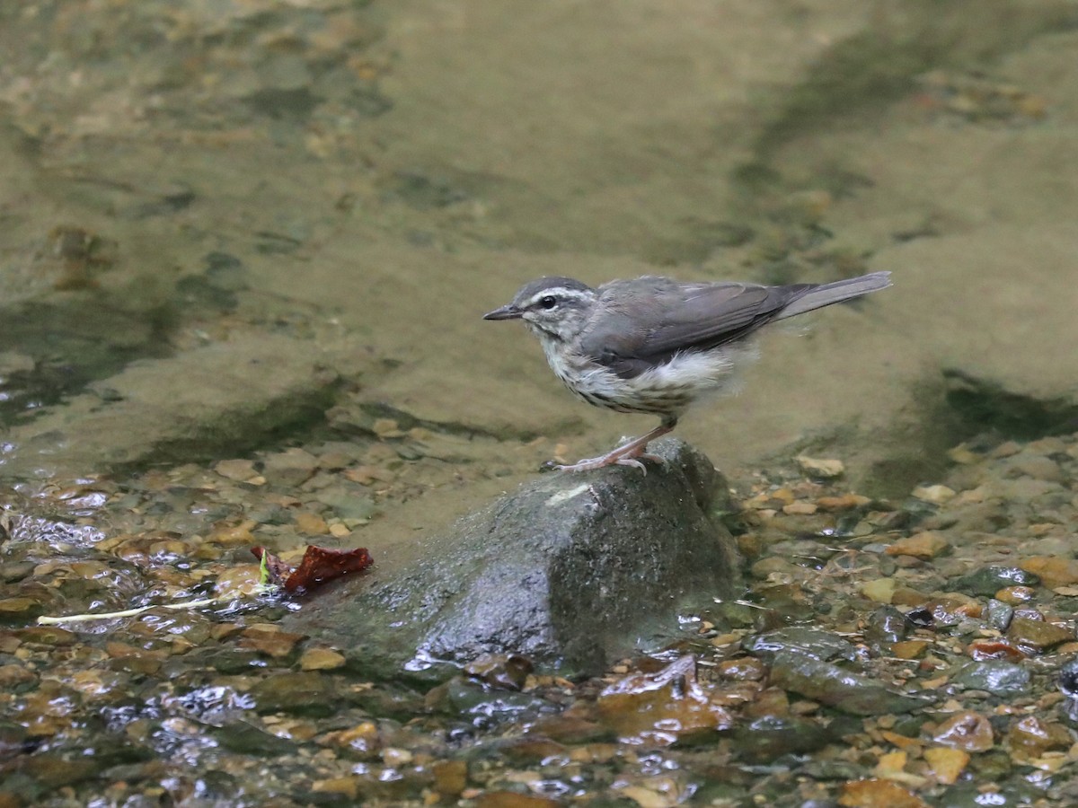 Louisiana Waterthrush - ML622836769