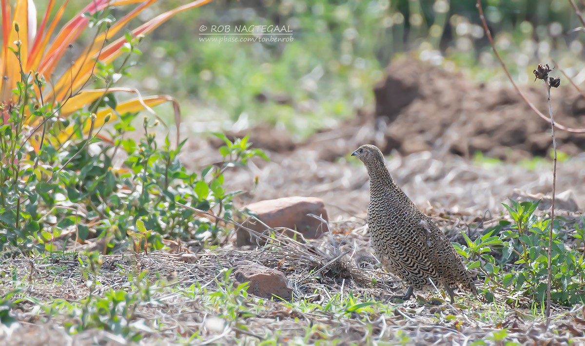 Madagascar Partridge - ML622836770