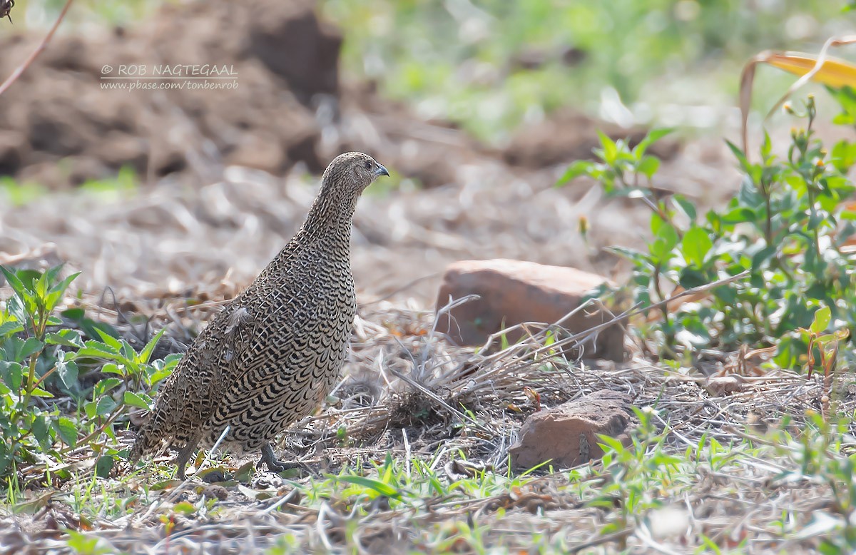 Madagascar Partridge - ML622836771