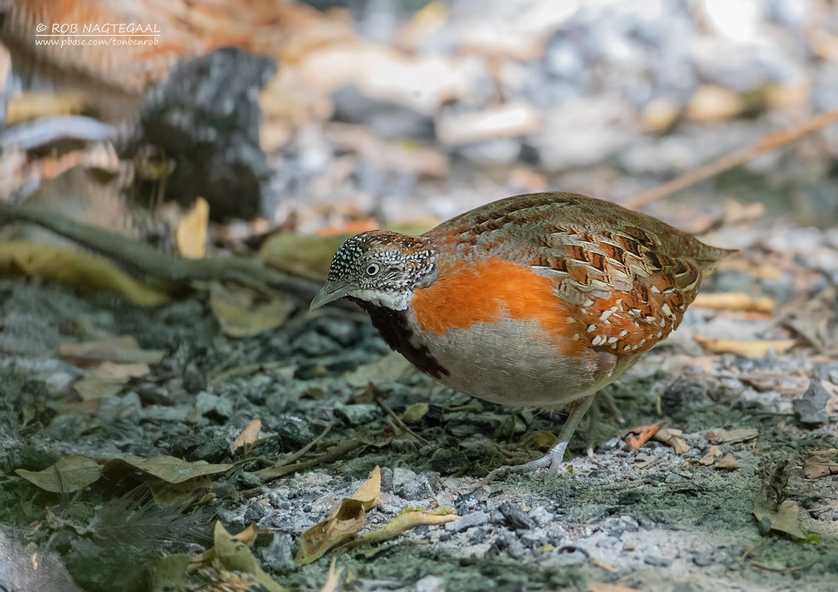 Madagascar Buttonquail - ML622836775