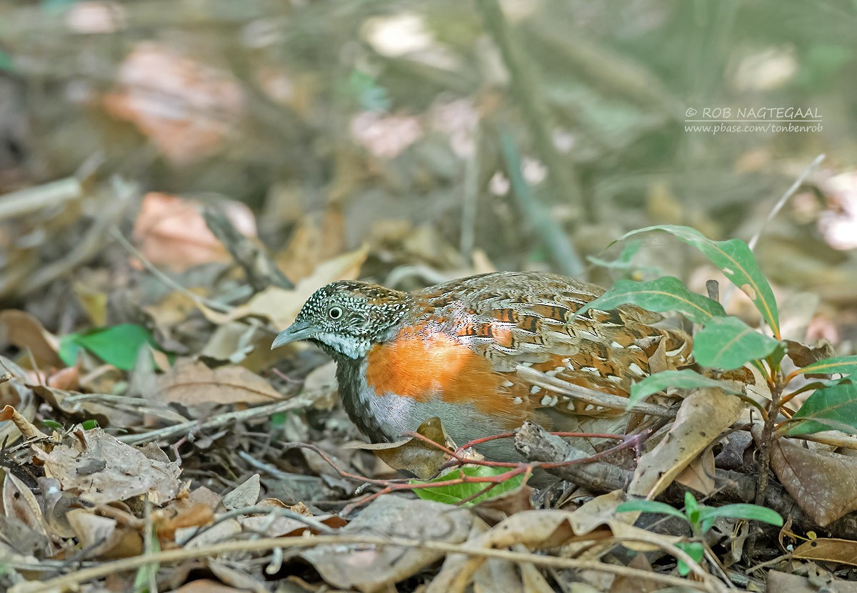 Madagascar Buttonquail - ML622836776