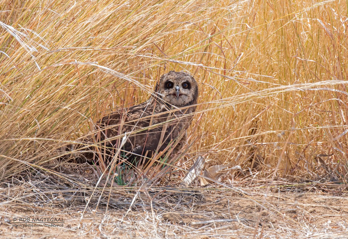 Marsh Owl - ML622836780