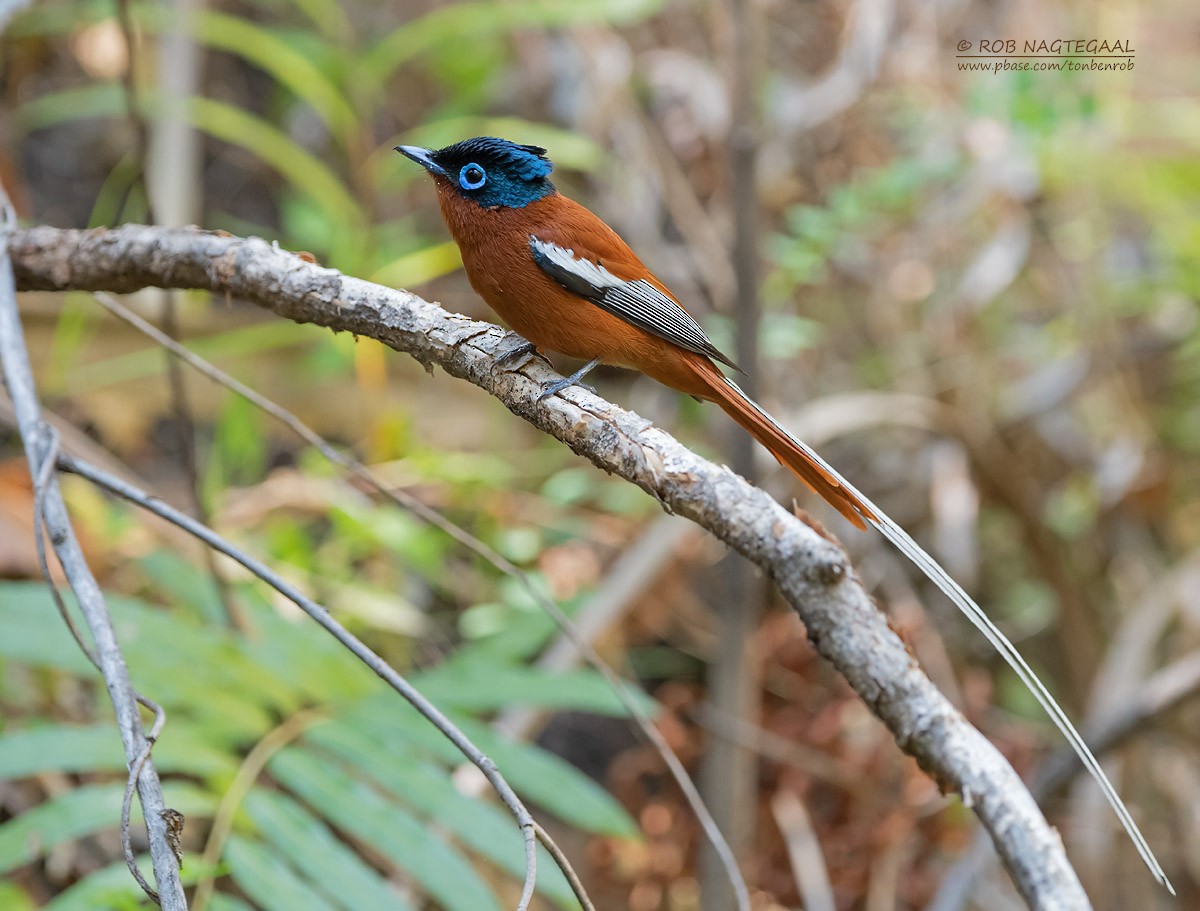 Malagasy Paradise-Flycatcher (Malagasy) - Rob Nagtegaal