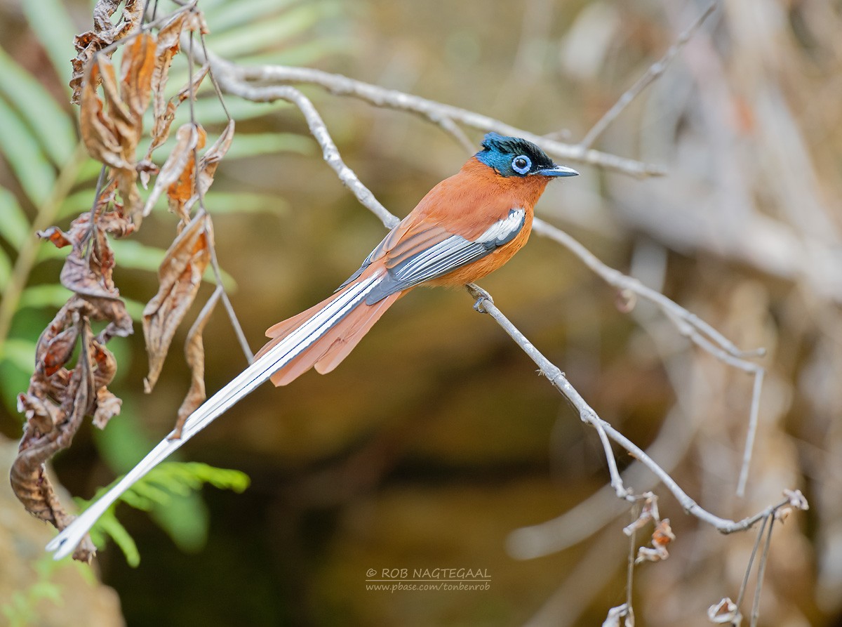 Malagasy Paradise-Flycatcher (Malagasy) - ML622836785