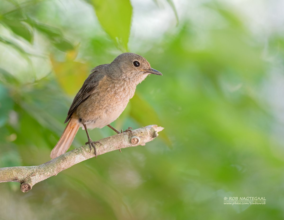 Forest Rock-Thrush (Benson's) - ML622836787