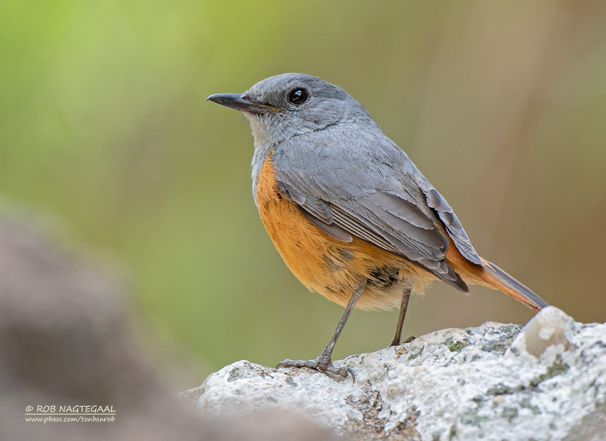 Forest Rock-Thrush (Benson's) - ML622836788