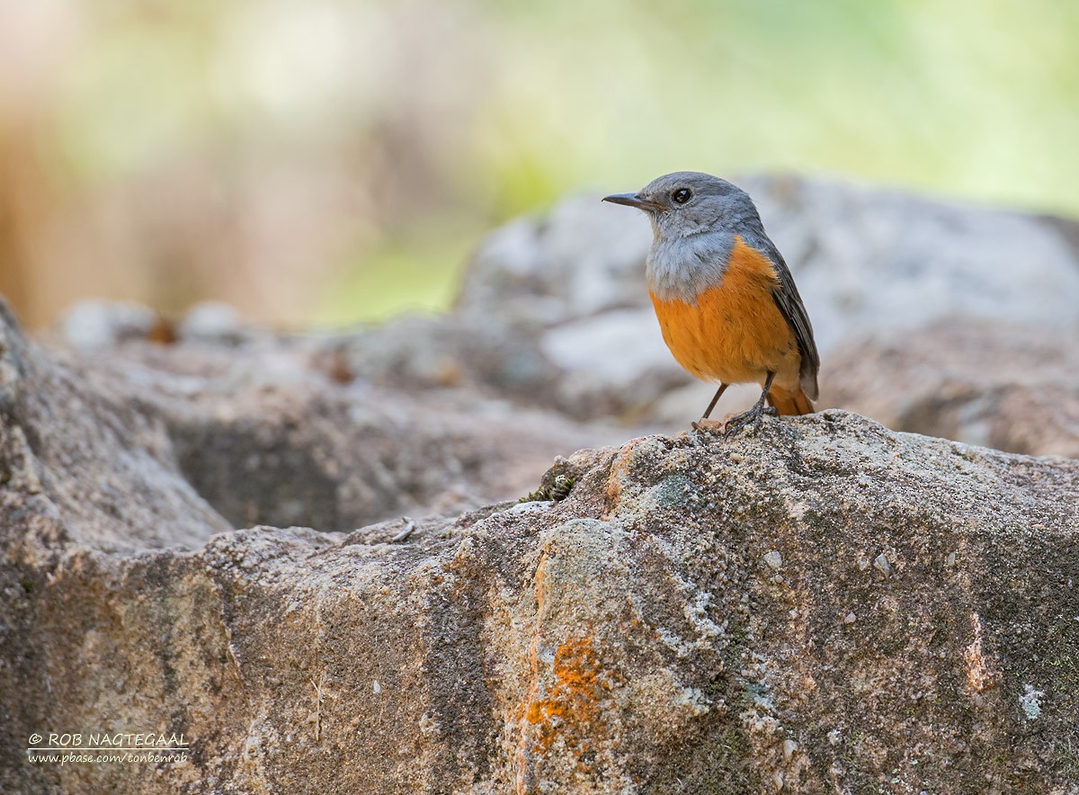 Forest Rock-Thrush (Benson's) - ML622836789