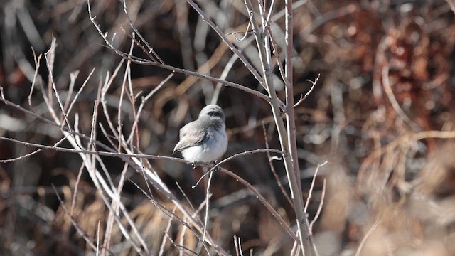Blue-gray Gnatcatcher - ML622836844