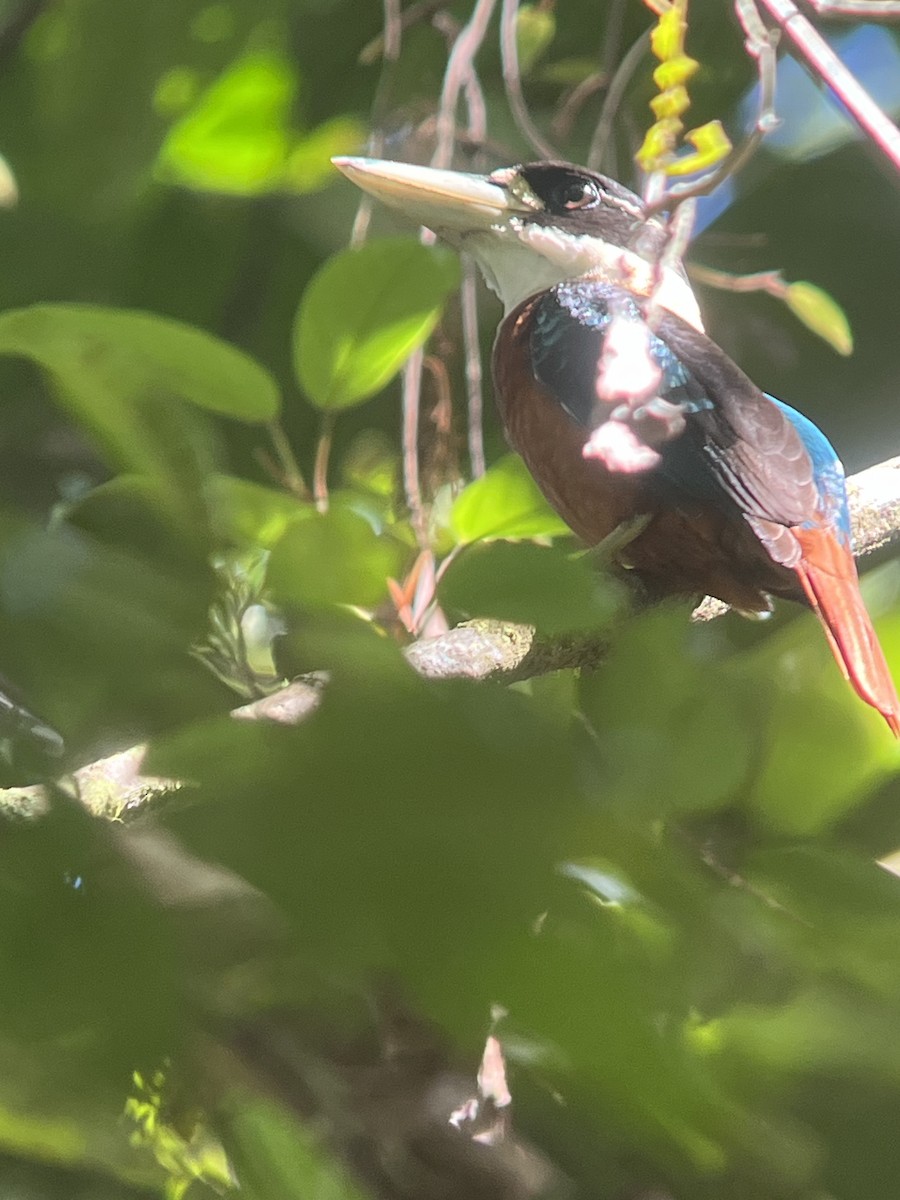 Rufous-bellied Kookaburra - ML622836847