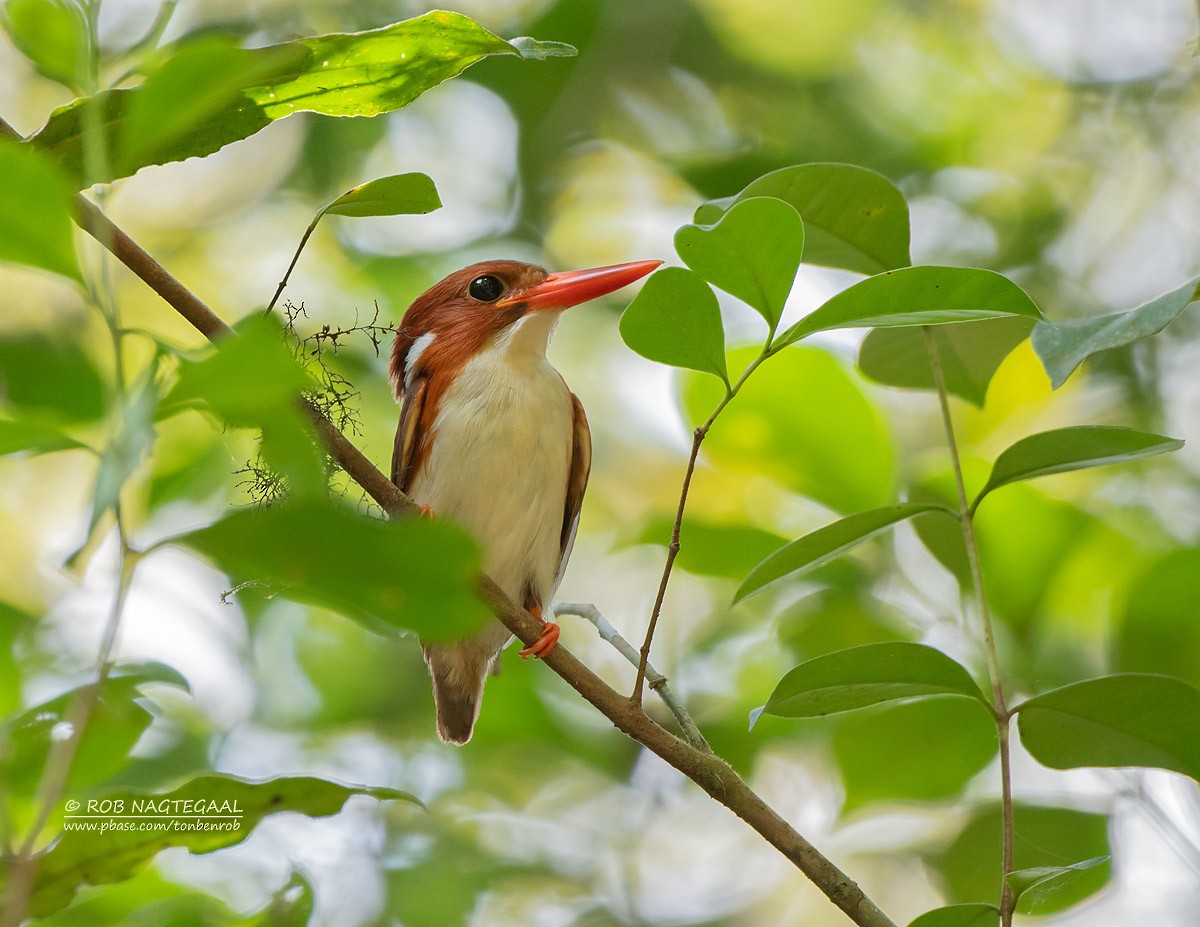 Madagascar Pygmy Kingfisher - ML622836883