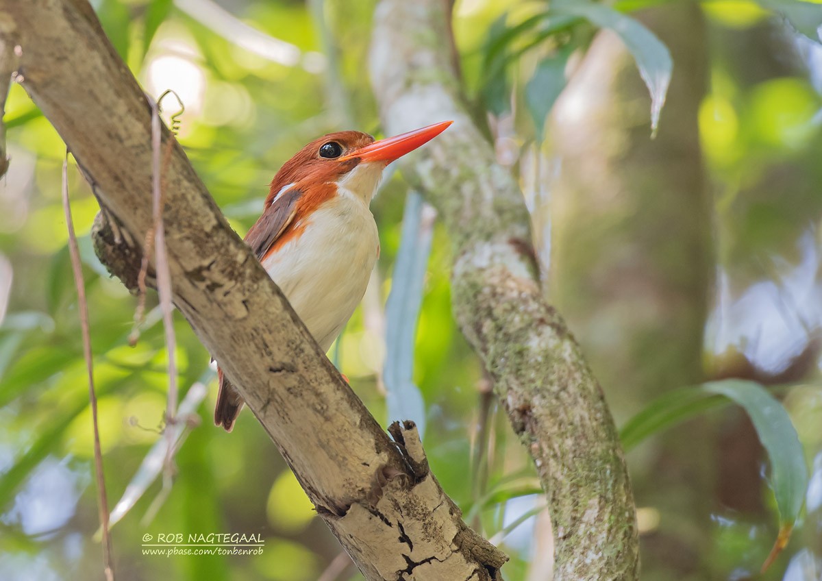 Madagascar Pygmy Kingfisher - ML622836884