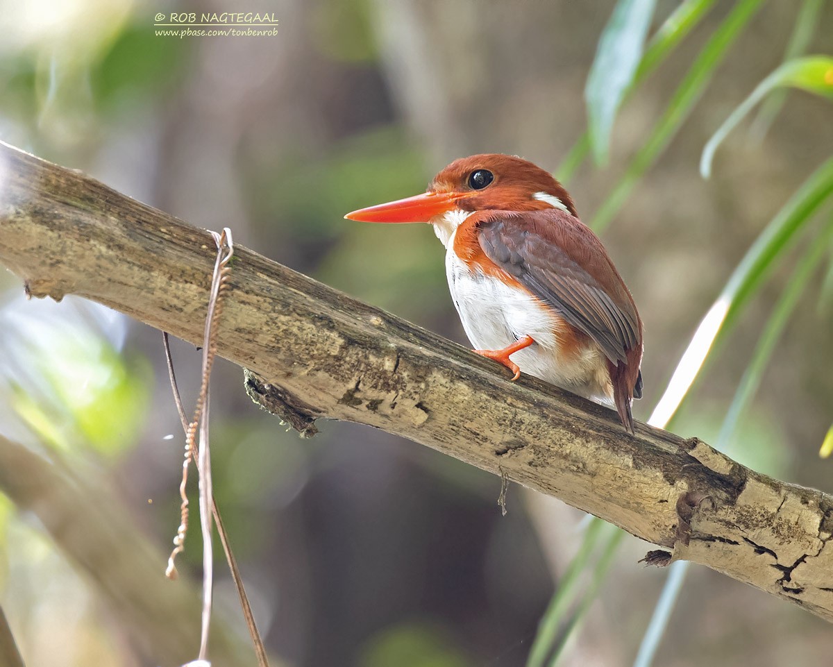 Madagascar Pygmy Kingfisher - Rob Nagtegaal