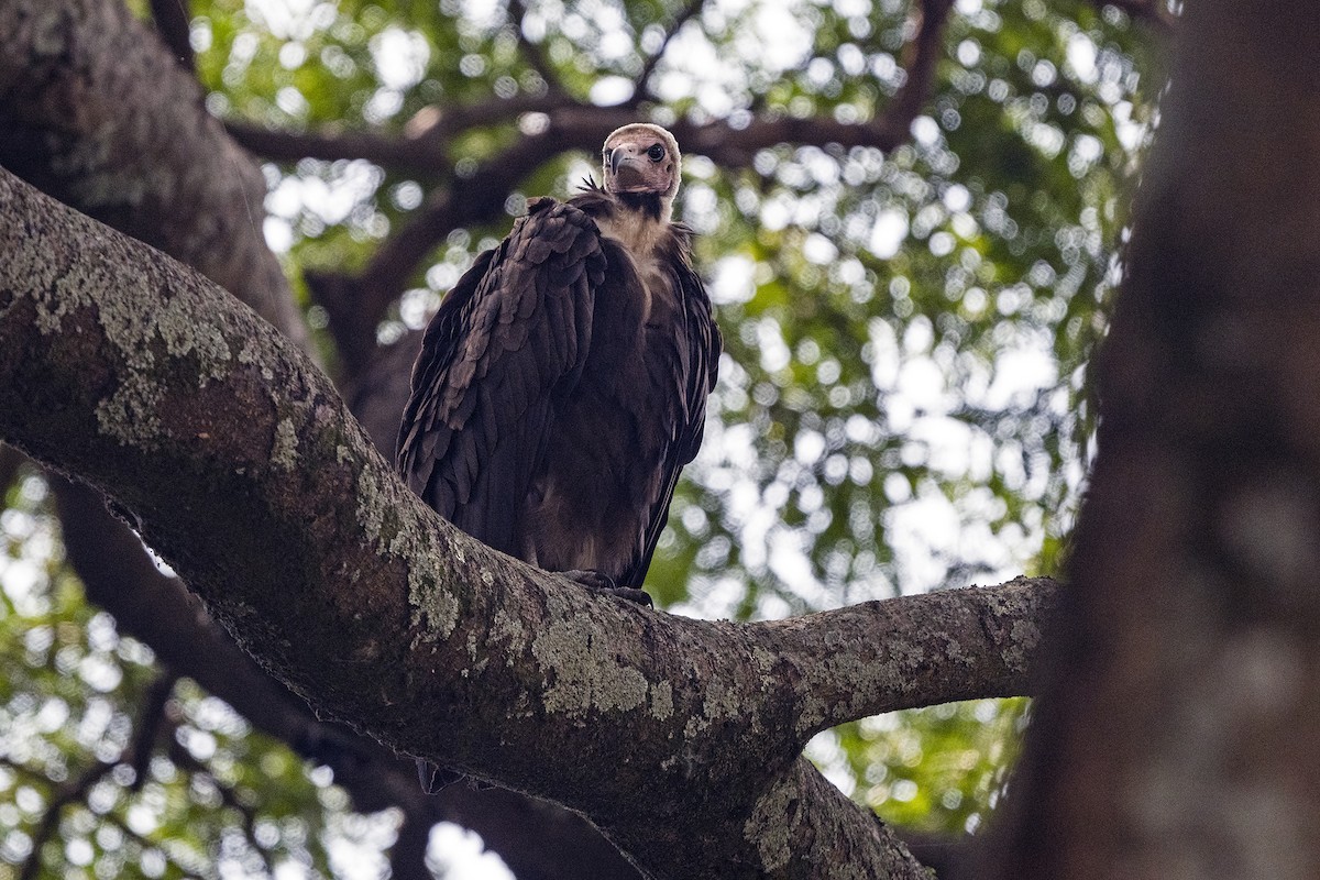 Hooded Vulture - ML622836902