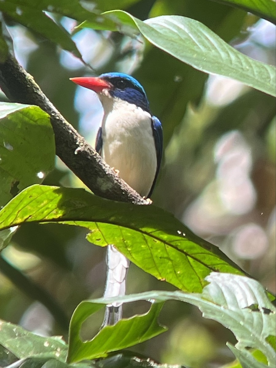 Common Paradise-Kingfisher - ML622836910